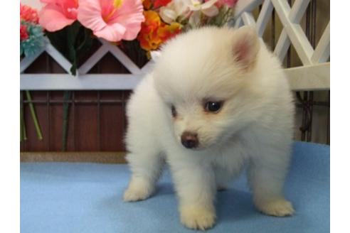 成約済の三重県のポメラニアン-33142の3枚目